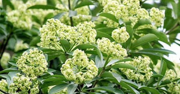 Ngửi mùi hoa sữa ảnh hưởng đến sức khỏe như thế nào?