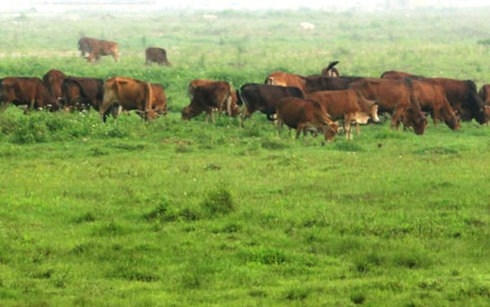 Thanh Hóa: Phát hiện 42 con trâu bò mắc bệnh lở mồm long móng