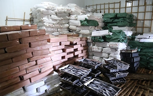 Cách nhận biết nhanh cá nục nhiễm chất cực độc phenol