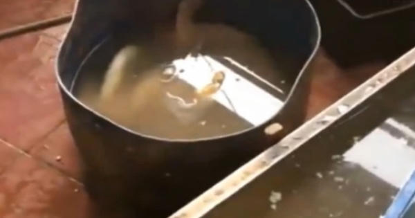 Phát hiện gần 1 tấn nội tạng bẩn 'găm' chờ Tết ở Hà Nội