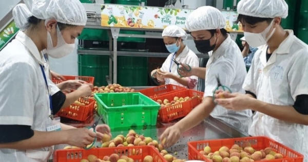 Lên kế hoạch tiêu thụ vải giữa đợt dịch Covid-19 không bị ảnh hưởng