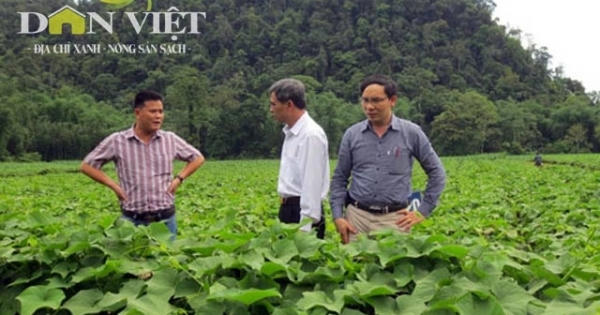 Sẽ có 900.000ha trồng rau an toàn Sẽ có 900.000ha trồng rau an toàn