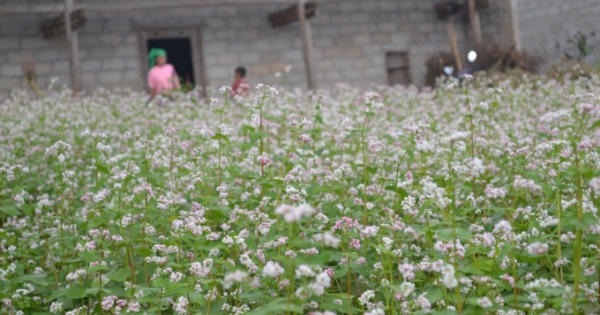 Hà Giang: Sắp tổ chức Lễ hội hoa tam giác mạch với chủ đề “cao nguyên đá rạng rỡ những mùa hoa”