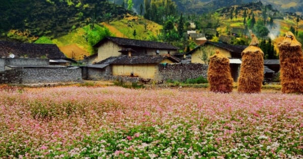 Lễ hội hoa tam giác mạch Hà Giang mang tên “Đá nở hoa”