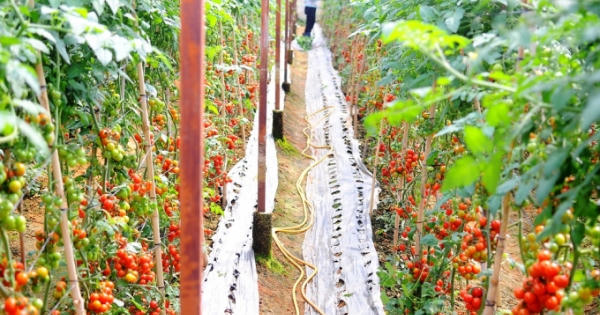 Vingroup ký thỏa thuận hợp tác với 500 hộ sản xuất Vingroup ký thỏa thuận hợp tác với 500 hộ sản xuất