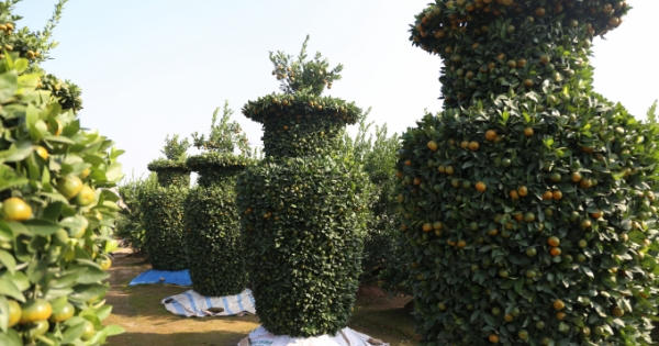 Hưng Yên: Ngắm nhìn vườn quất hình dáng lộc bình với giá “khủng” Hưng Yên: Ngắm nhìn vườn quất hình dáng lộc bình với giá “khủng”