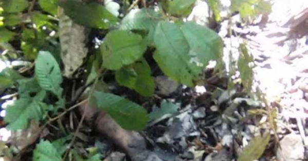 Vụ án hiếp dâm, sát hại nữ sinh lớp 7 vứt xác bên bìa rừng đối tượng đã nhận tội