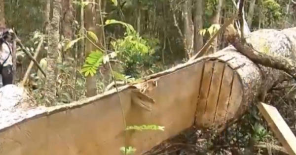 Thời sự 9h ngày 30/6/2017: Tây Nguyên mất hơn 400 nghìn hécta rừng