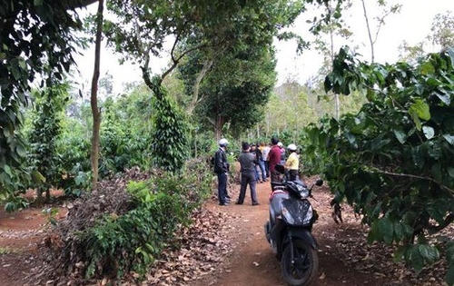 Phát hiện thi thể người phụ nữ đang phân hủy ở rẫy cà phê