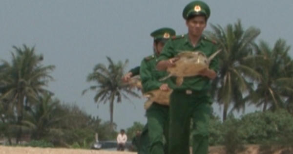 Quảng Ngãi: Thả cá thể rùa quý hiếm về biển Quảng Ngãi: Thả cá thể rùa quý hiếm về biển