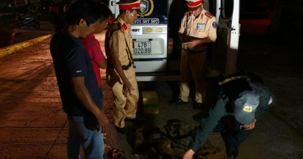 Phát hiện xe khách vận chuyển 8 cá thể chồn hương, nhung nai không rõ nguồn gốc