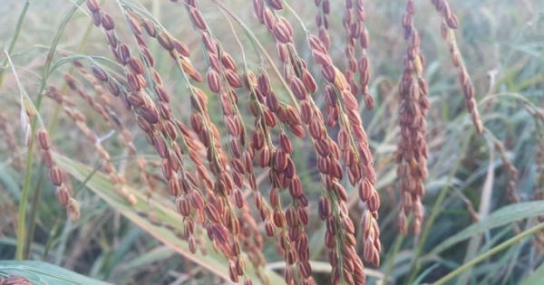 Ninh Bình: Nhiều hộ dân giàu lên nhờ trồng giống lúa quý