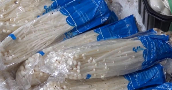 Nấm kim châm 'đáng ngờ' tung hoành khắp nơi