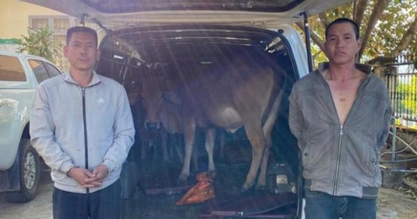 Tóm gọn 2 đối tượng trộm cắp cùng đàn bò chuẩn bị đi tiêu thụ