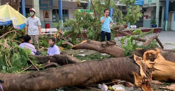 Cây phượng không có lỗi!