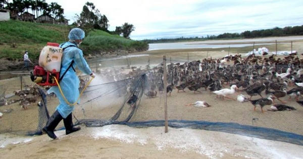 Quảng Ninh ghi nhận ổ dịch cúm gia cầm Quảng Ninh ghi nhận ổ dịch cúm gia cầm