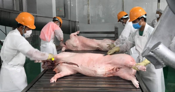 Slide - Điểm tin thị trường: Nhập khẩu thịt heo tăng hơn 6 lần