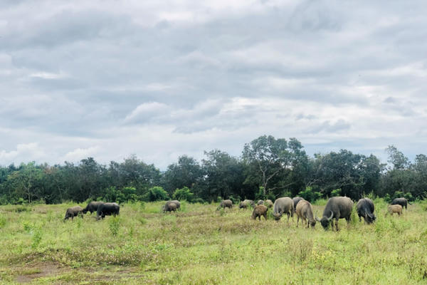 Bình Phước: Người dân lo lắng việc tách thửa đất nông nghiệp tràn lan ở xã Thanh An Bình Phước: Người dân lo lắng việc tách thửa đất nông nghiệp tràn lan ở xã Thanh An