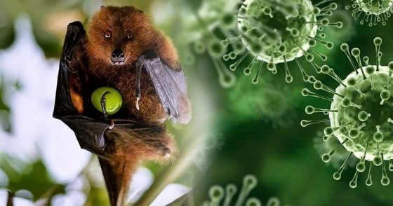 Virus Nipah - cơ chế gây bệnh và các biện pháp phòng ngừa