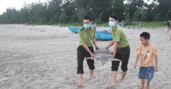 Thả cá thể rùa biển quý hiếm nặng 32,5 kg trở về với tự nhiên Thả cá thể rùa biển quý hiếm nặng 32,5 kg trở về với tự nhiên