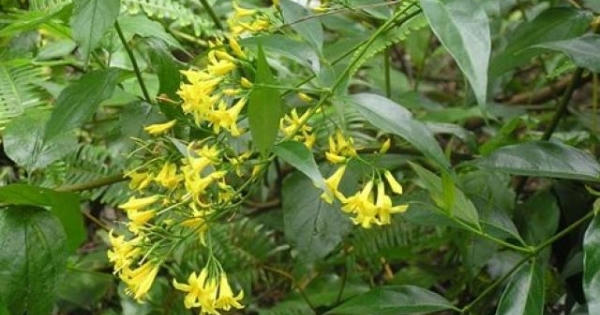 Mâu thuẫn gia đình, người phụ nữ ăn lá ngón tự tử để lại con nhỏ chưa đầy 1 tuổi