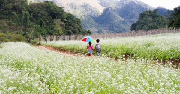Khám phá vẻ đẹp tinh khôi mùa hoa Mộc Châu