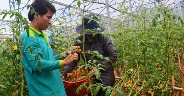 Trồng 1 sào cà chua sạch kiếm 100 triệu đồng mỗi tháng