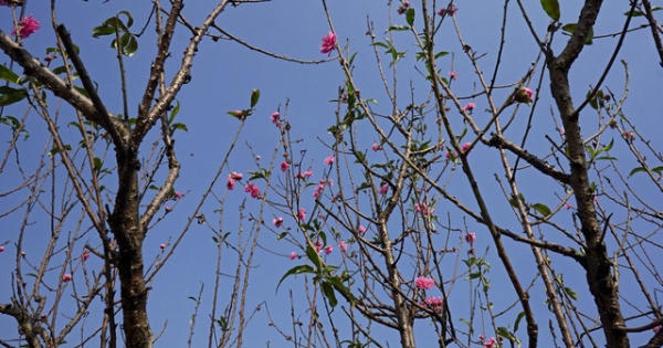 Thời tiết hanh khô, đào Tết Nhật Tân nở sớm