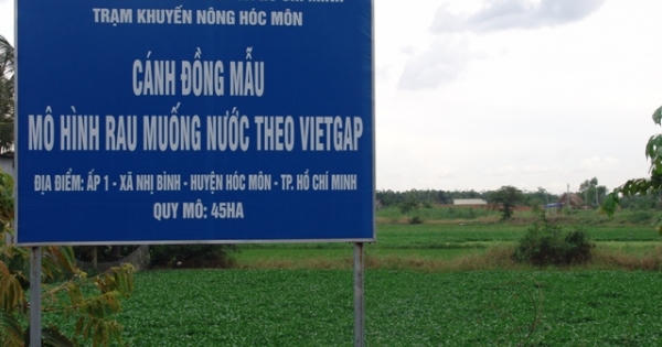 Bí đầu ra, dự án rau muống sạch VietGAP đang “chết lâm sàng”