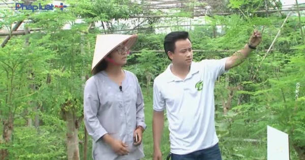 Đồng hành cùng thực phẩm sạch: Khám phá vườn rau hữu cơ