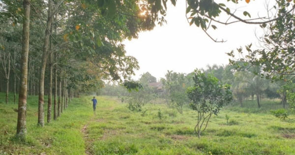 Giám đốc công ty lâm nghiệp “mượn” chứ không phải chiếm đất rừng? Giám đốc công ty lâm nghiệp “mượn” chứ không phải chiếm đất rừng?