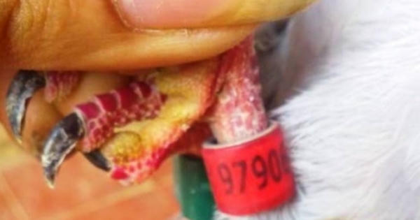 Phát hiện chim bồ câu mang ký tự lạ Phát hiện chim bồ câu mang ký tự lạ