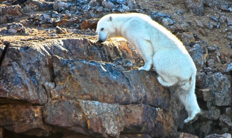 Chùm ảnh đau lòng về thảm cảnh của loài gấu Bắc cực