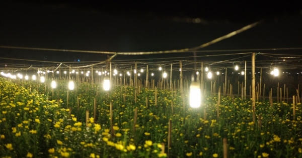 Mê Linh (Hà Nội):  Hiệu quả từ mô hình chuyển dịch cây trồng