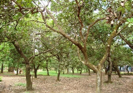 Lật lại vụ án mạng man rợ trong vườn điều