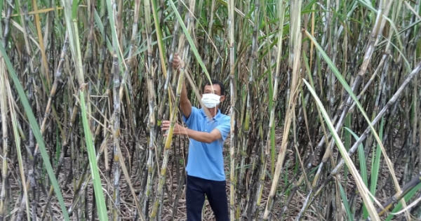Công ty Casuco thu mua giá mía cao, nông dân Hậu Giang phấn khởi