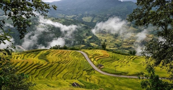 Y Tý đẹp ngỡ ngàng mùa lúa chín Y Tý đẹp ngỡ ngàng mùa lúa chín