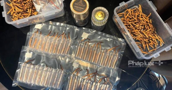 Biznews: Sự thật Đông trùng hạ thảo giá tiền tỷ đang trôi nổi trên thị trường