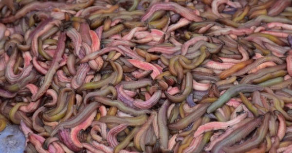 Nghề 'săn lộc trời' kiếm hàng chục triệu mỗi ngày ở Hải Phòng