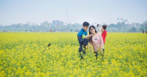 Ngắm sắc vàng thắm rực rỡ cánh đồng hoa cải Thái Bình