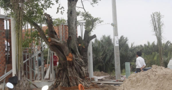 Vụ ngang nhiên bứng cây cổ thụ của làng: Điền Phúc Thành “nuốt” không trôi phải trả lại cây cho dân