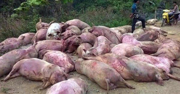 Hưng Yên: Phát hiện cơ sở chuyên mổ lợn chết đưa vào các trường học tiêu thụ