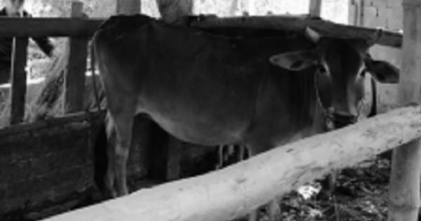 Quảng Ngãi: Tỉnh cấp bò cho dân, xã đứng ra thu tiền để... "xoay vòng vốn"