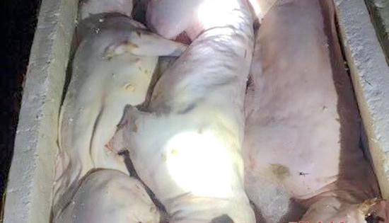 Phát hiện 2000 con gà, 200kg thịt mèo 'hôi thối' chuẩn bị lên bàn nhậu