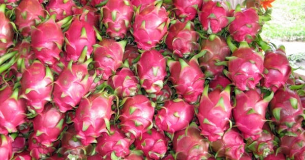 Cách chọn thanh long ngon ngọt
