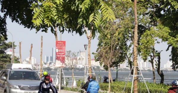 Hà Nội: Diện mạo mới của phố Trích Sài sau khi đánh chuyển 96 cây hoa sữa