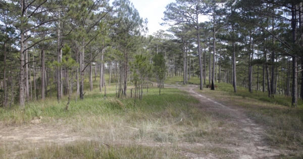 Đà Lạt cần có công viên vĩnh hằng