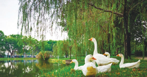 Chủ đầu tư tiên phong tìm hướng đi mới: Môi trường là nền tảng cho mỗi dự án