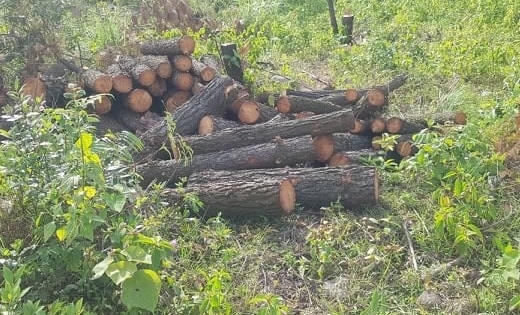 Nghệ An: Rừng thông hơn 20 năm tuổi bị chặt hạ, công an vào cuộc