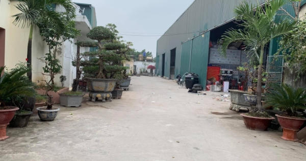 Tồn tại hàng nghìn m2 nhà xưởng không phép, Chủ tịch phường Tây Tựu đang "đợi hướng dẫn" xử lý